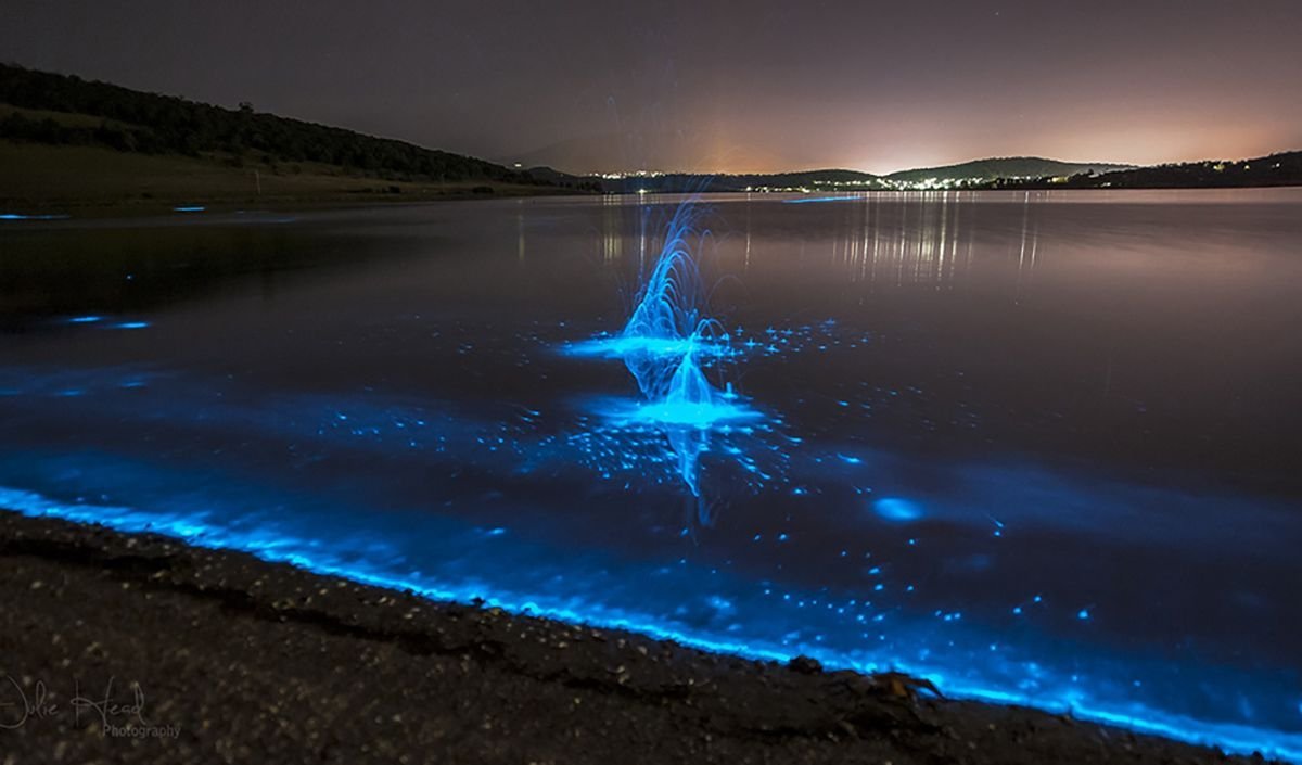 планктон в азовском море