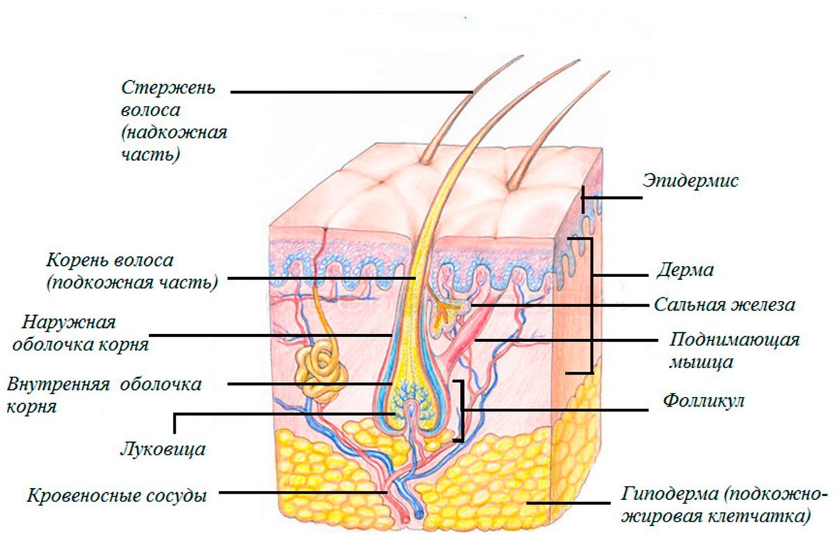 Волос тканей. Строение волосяного фолликула схема. Строение стержня волоса схема. Строение кожи луковица волоса. Строение кожи волосяной фолликул.