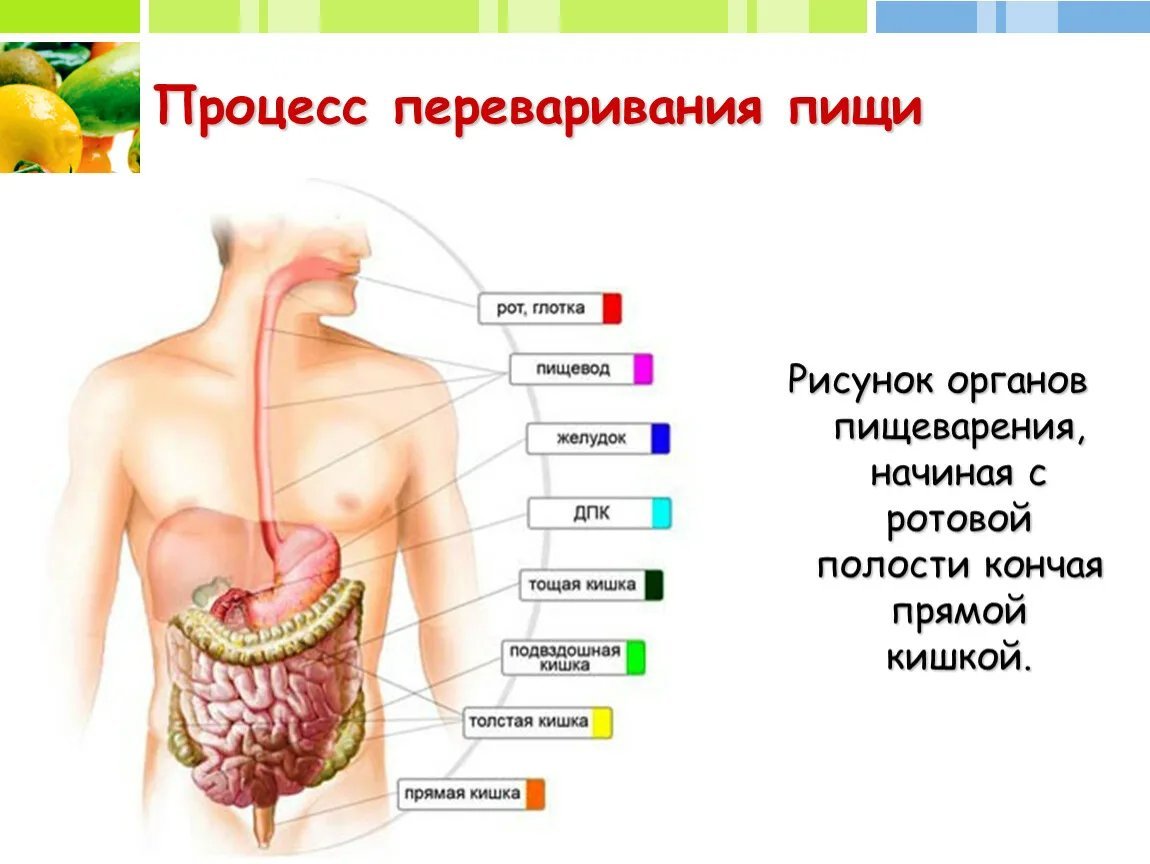 Как происходит пищеварение у человека пошагово подробно с фото