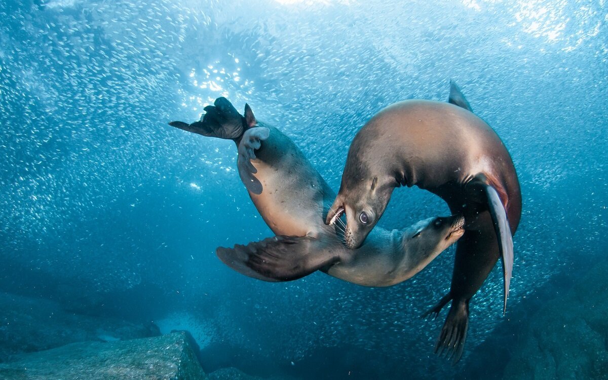 Дельфин живет в воде. Водные животные. Подводные животные. Морские жители.