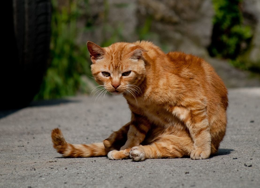 Кот старше. Рыжий кот. Рыжая кошка. Наглый рыжий кот. Рыжий дворовый кот.