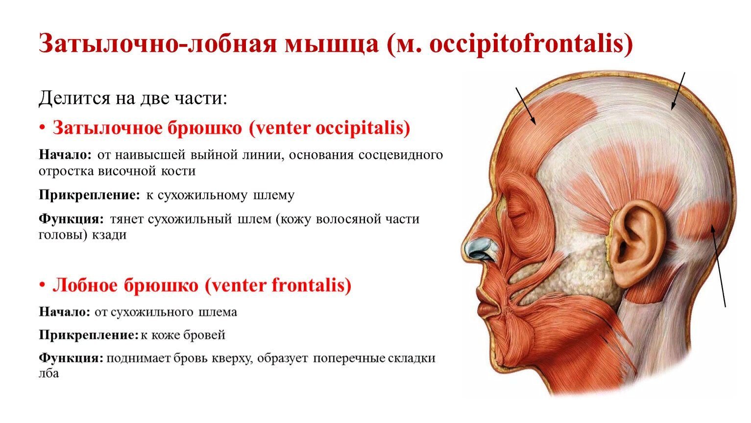 Апоневроз головы. Надчерепная мышца лобное брюшко. Функции надчерепной мышцы головы. Затылочно-лобная мышца функции. Надчерепная затылочная мышца.