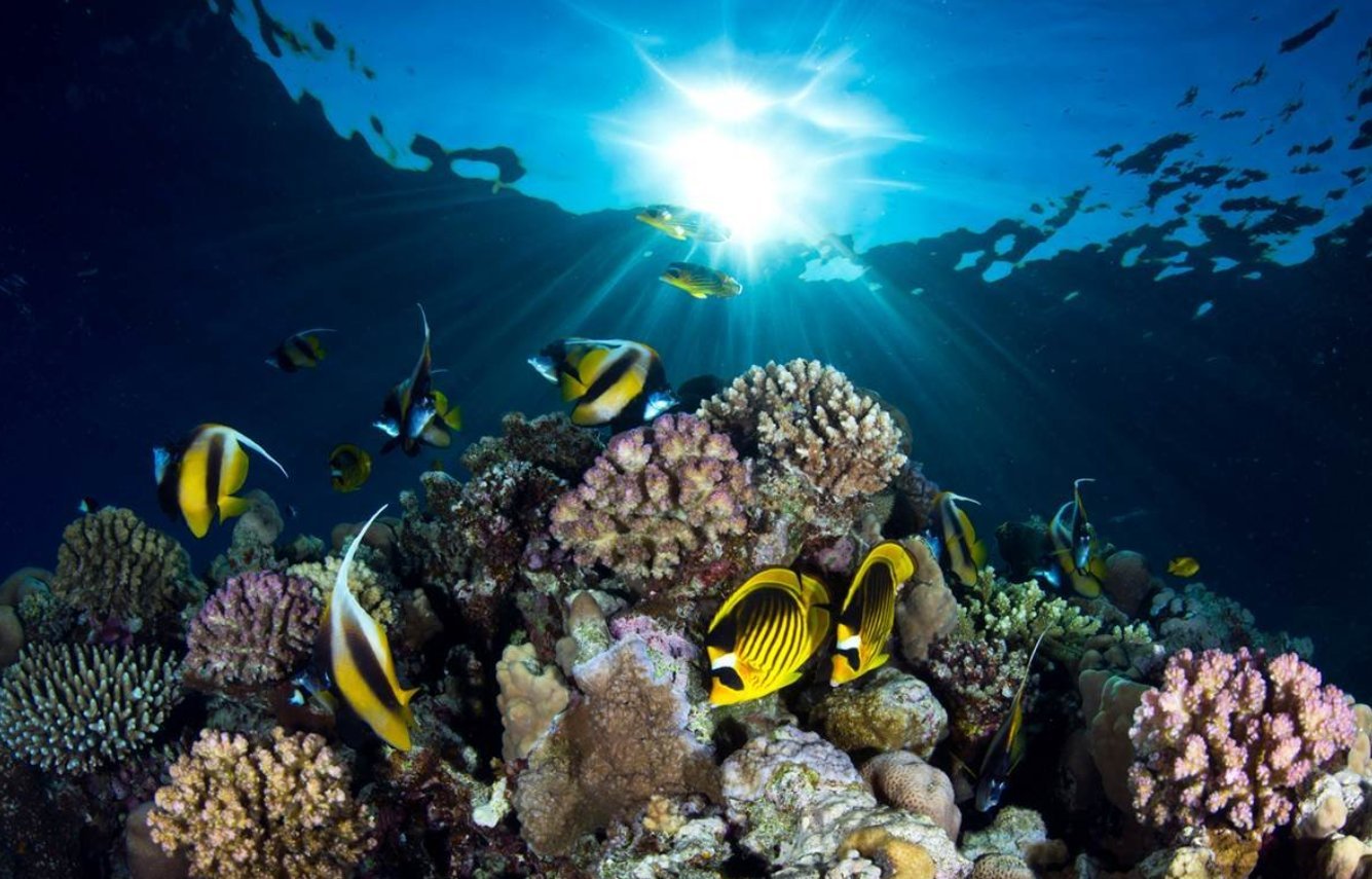 Видео океана лучшее. Коралловый риф в Шарм Эль Шейхе. Подводный мир Египта Шарм-Эль-Шейх. Подводный риф Шарм-Эль-Шейх. Египет риф подводный мир.
