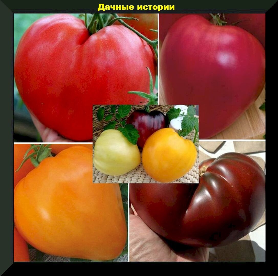 Томат Бычье сердце персиковое
