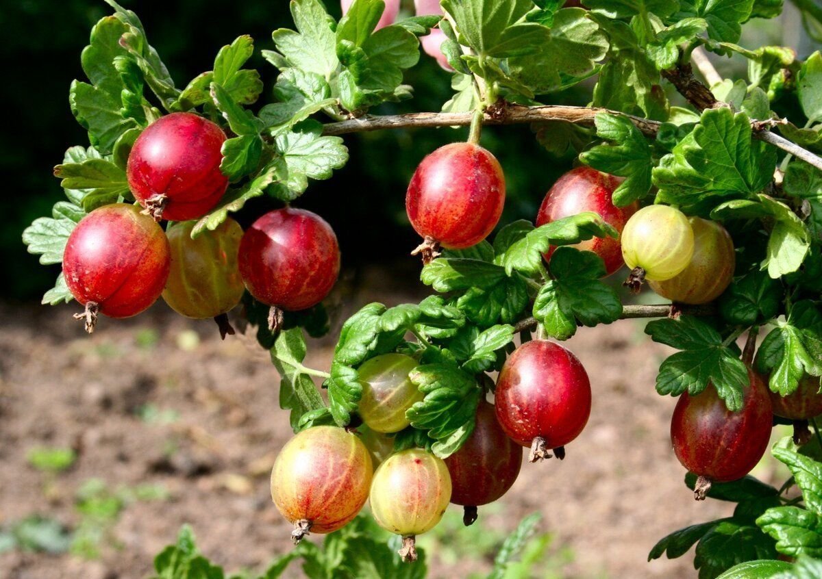 крыжовник виноградный. крыжовник игольчатый. крыжовник условия. крыжовник иглистый. крыжовник сириус.