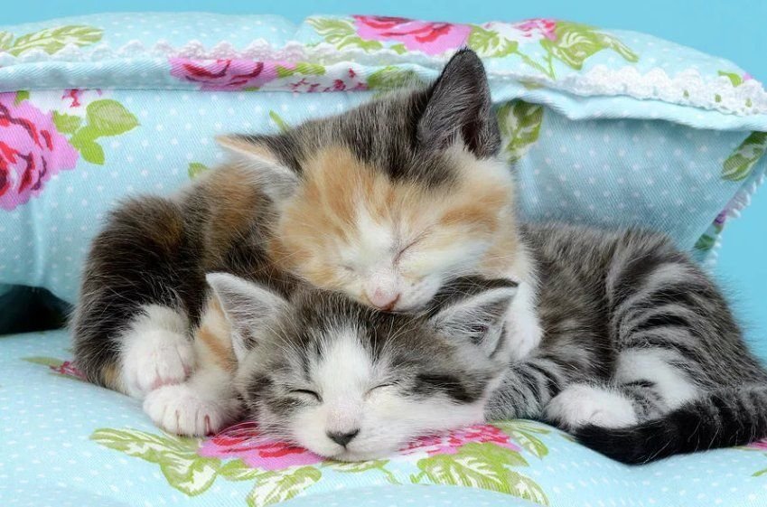 3 котенка спать. Спящие котята. Котики спят вместе. Спящий котенок. Милые котята спят.
