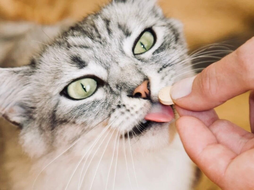 Кошка ест таблетку