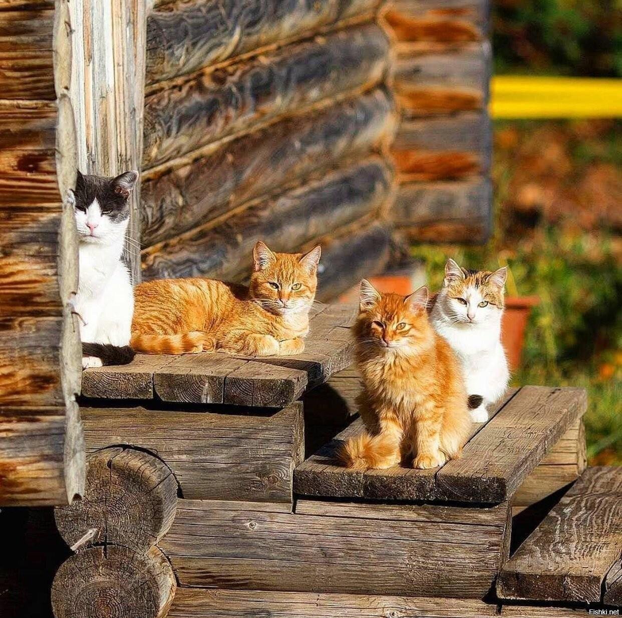 деревенские кошки фото