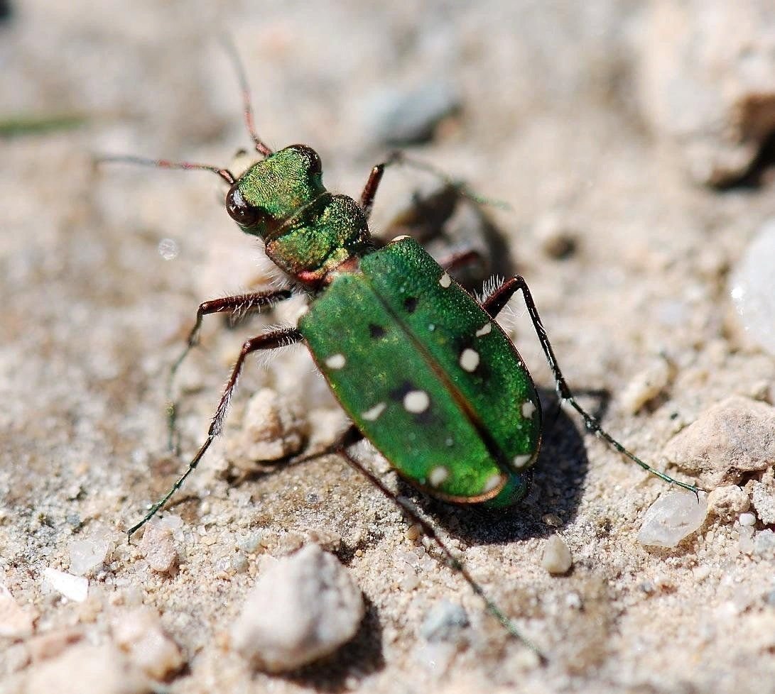 Коне полевой. Жук скакун полевой. Жук скакун полевой зеленый. Cicindela Campestris. Жужелица скакун.