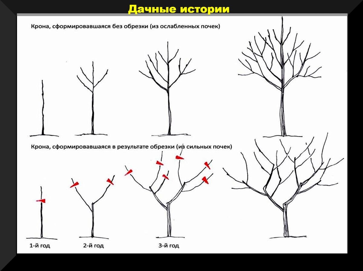 Деревьев своими руками пошаговое инструкция. Схема подрезки плодовых деревьев. Принципы обрезки плодовых деревьев схема. Схема обрезки яблони осенью. Обрезка плодовых деревьев осенью схема.