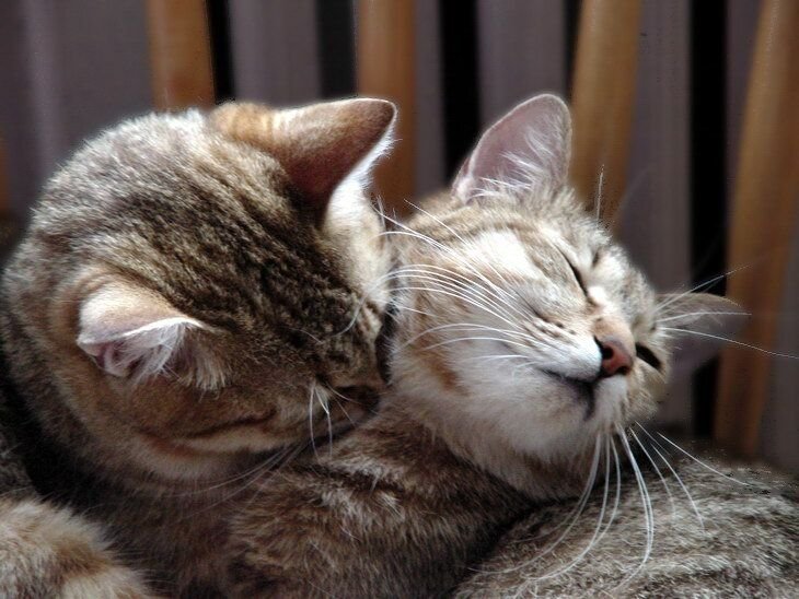 котики обнимаются. два котенка. котенок кусается. кусь. кошки любовь.