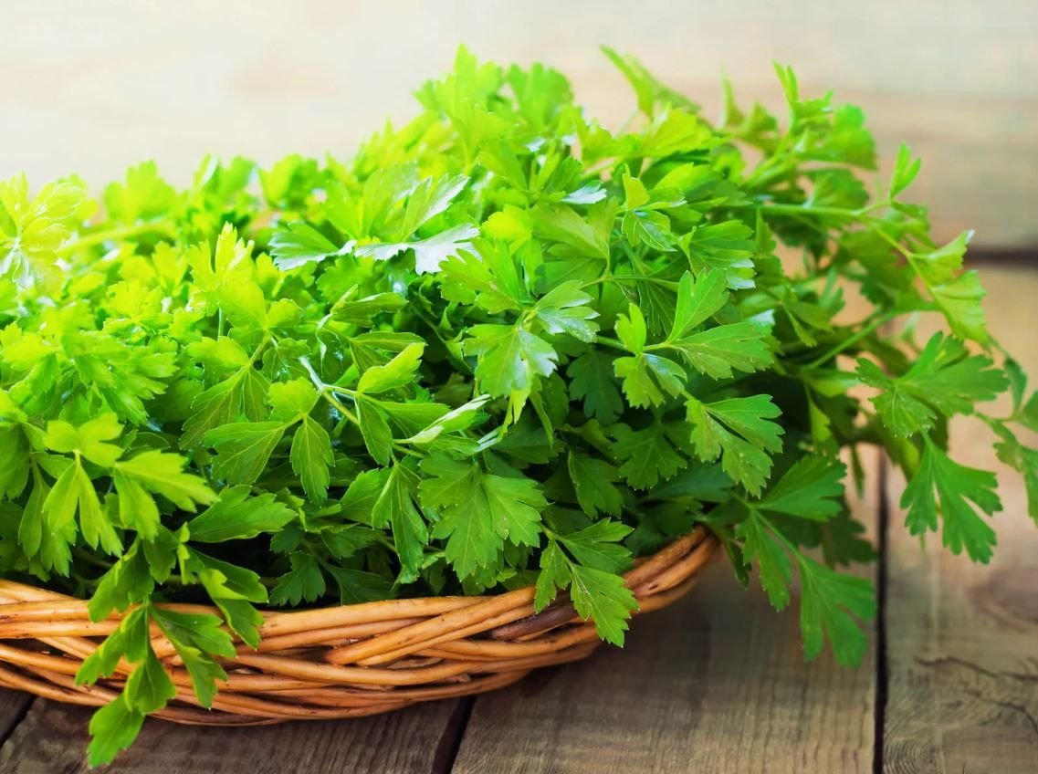 петрушка высушенная. пучок петрушки в руке. засолка петрушки. Petroselinum crispum. петрушки закрыли.