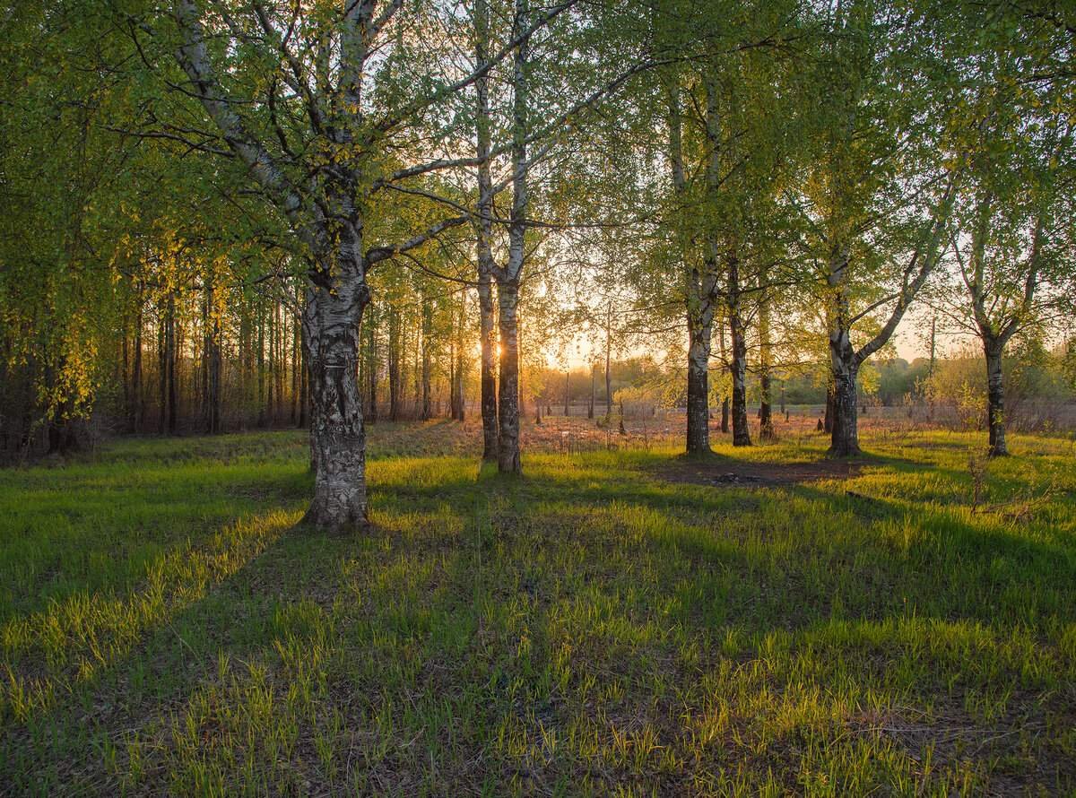 заречный парк фото