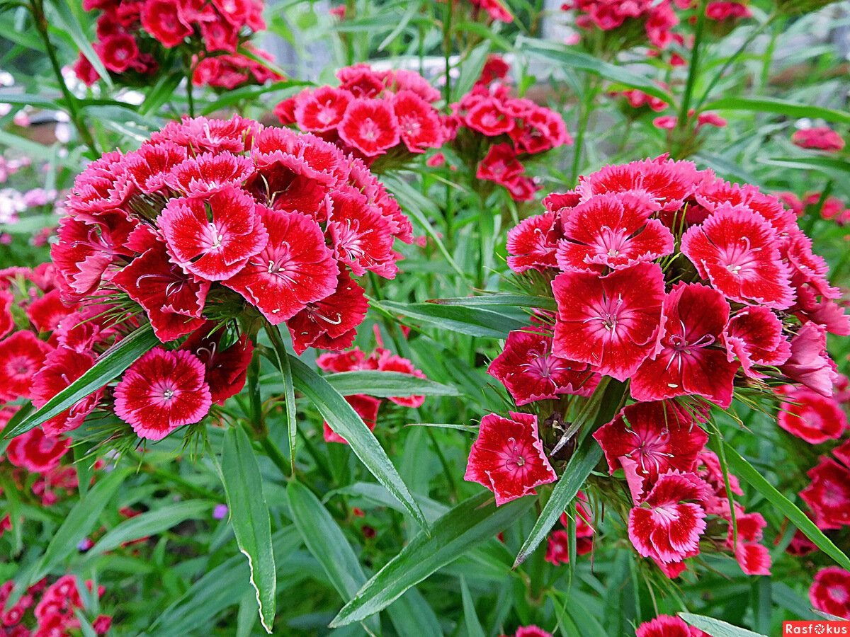 Гвоздика. Гвоздика бородатая - Dianthus barbatus. Диантус, гвоздика (турецкая). Гвоздика турецкая Диабунда. Турецкая гвоздика многолетка.