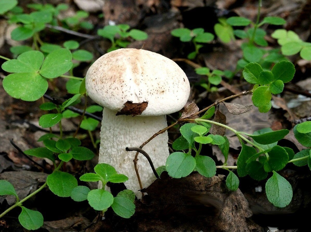 Осиновик белый Leccinum percandidum