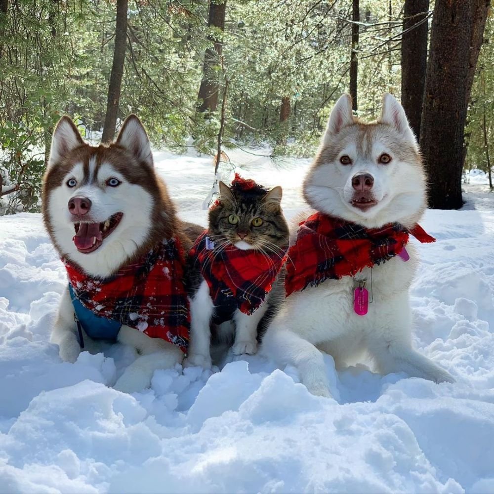 Хаски и кот. Сибирский хаски +кошка. Хаски и кошка. Хаски с котами. Три хаски и кот.