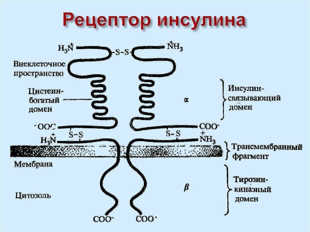 Вещество рецепторы. Строение инсулинового рецептора биохимия. Схема строения инсулинового рецептора. Схема рецептора инсулина. Строение рецептора инсулина биохимия.