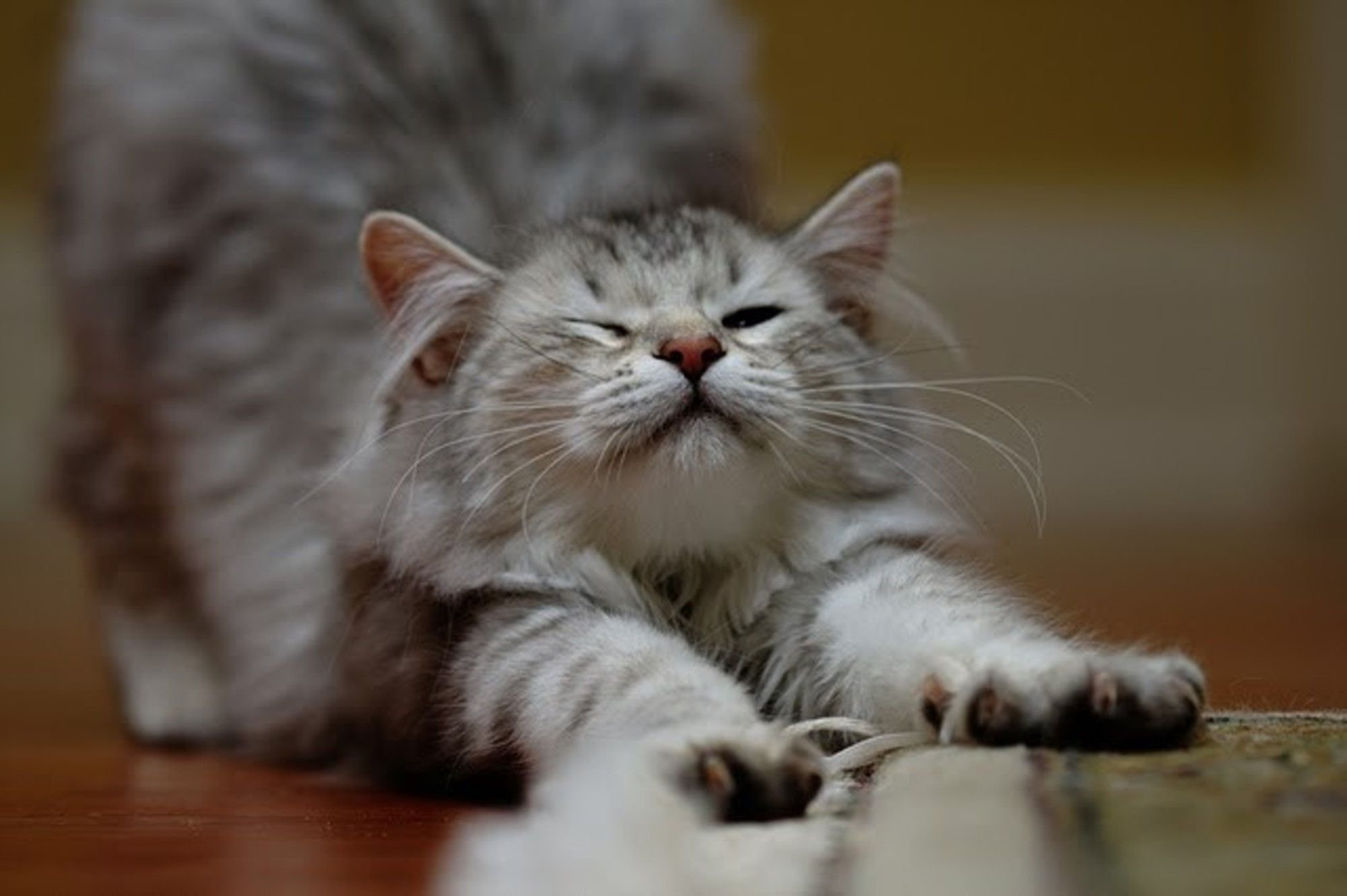 Кот потягивается