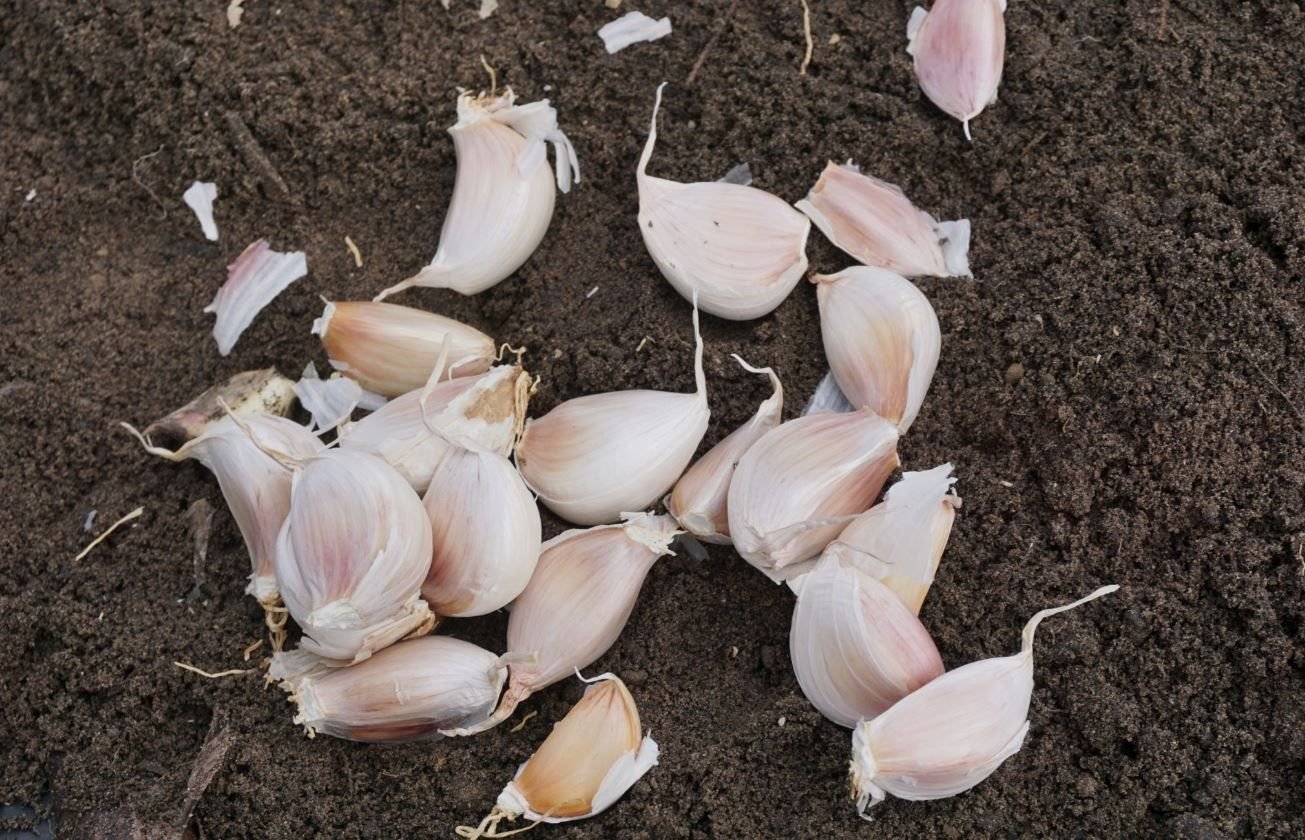 Чеснок зимняк. Озимый чеснок. Чеснок. Высадка озимого чеснока. Всходы озимого чеснока.