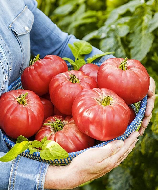 Самые вкусные урожайные томаты