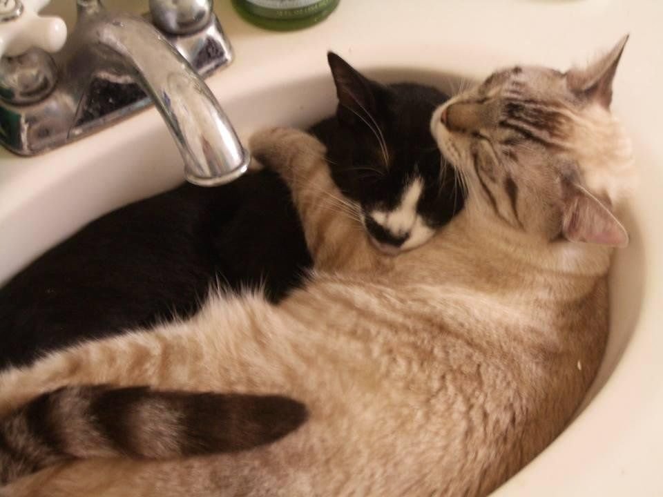 котик в ванной. чёрная кошка в ванне. кошка лежит в ванной. кошка лежит в ванной. кот в умывальнике.