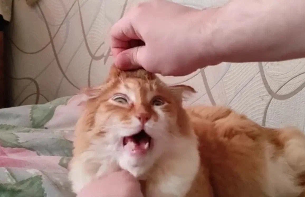 Рыжий кот