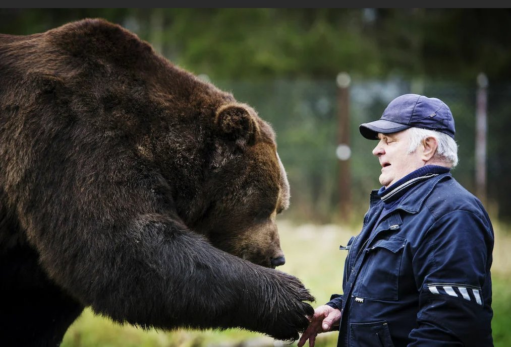Есть ли медведь людей. Бурый медведь Михайло Потапыч. Бурый медведь Кадьяк. Медведь Гризли.