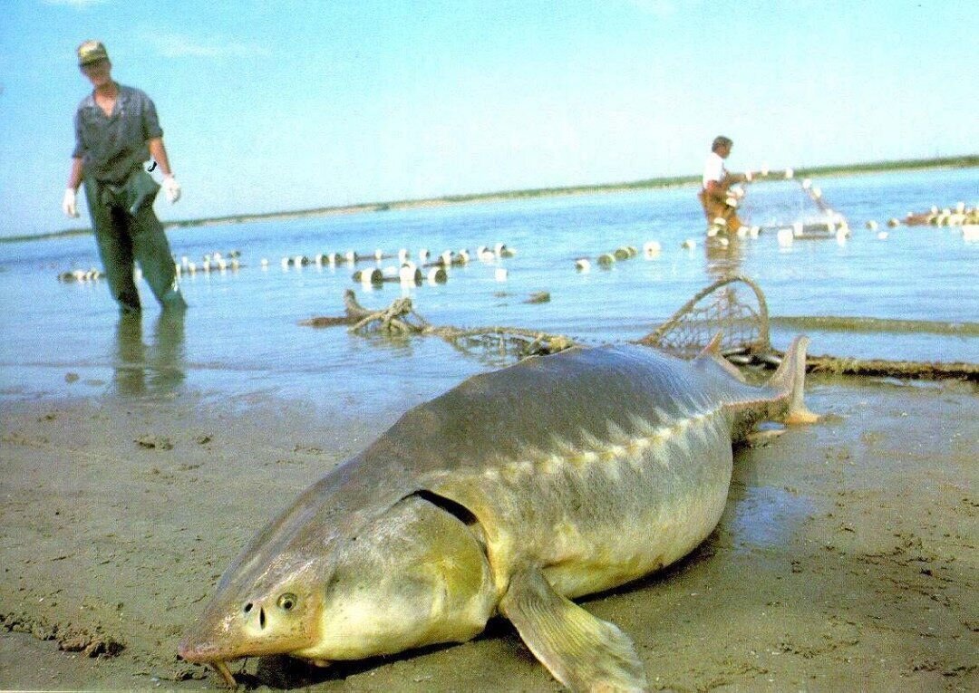 Какая рыба водится каспийском море