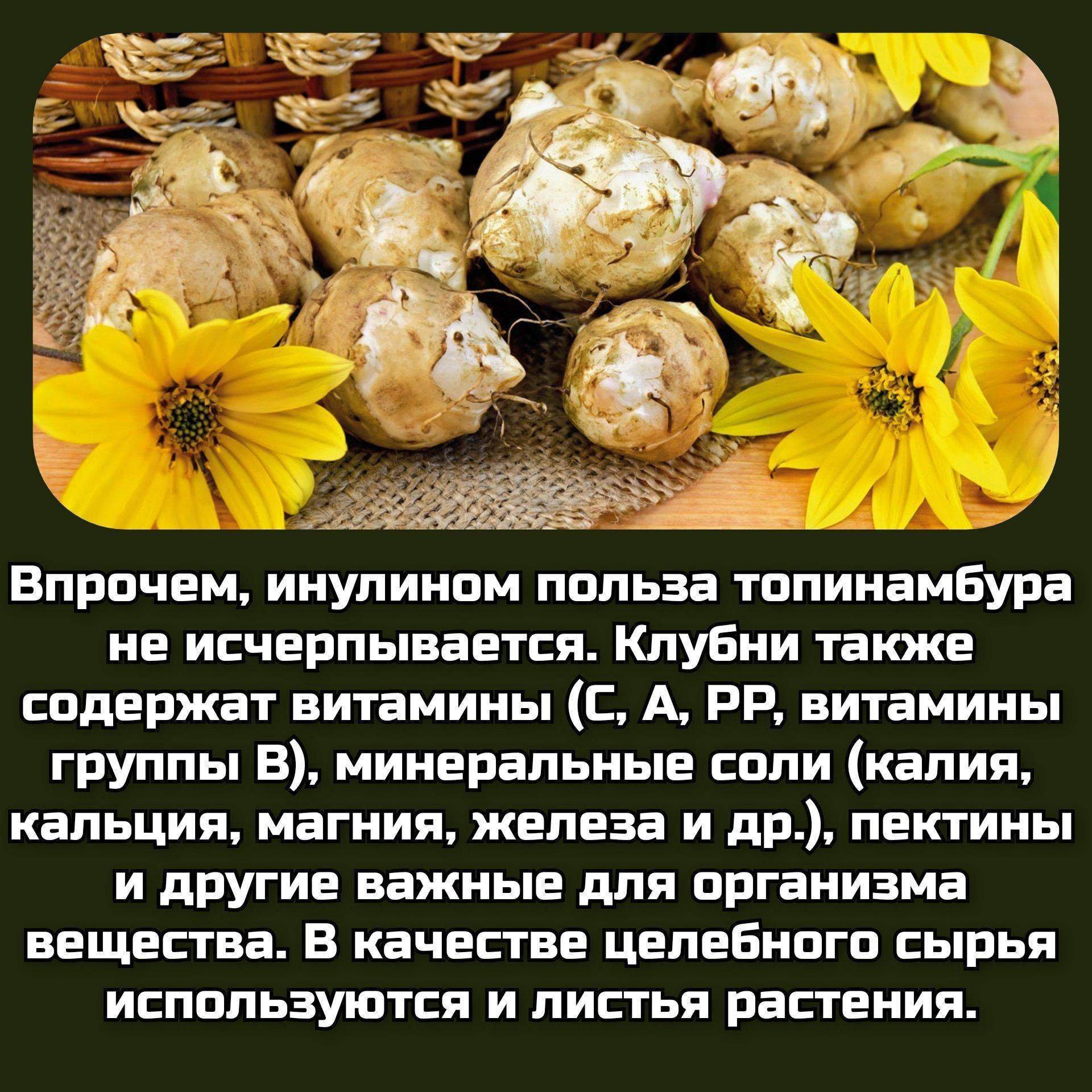 Топинамбур фото и описание