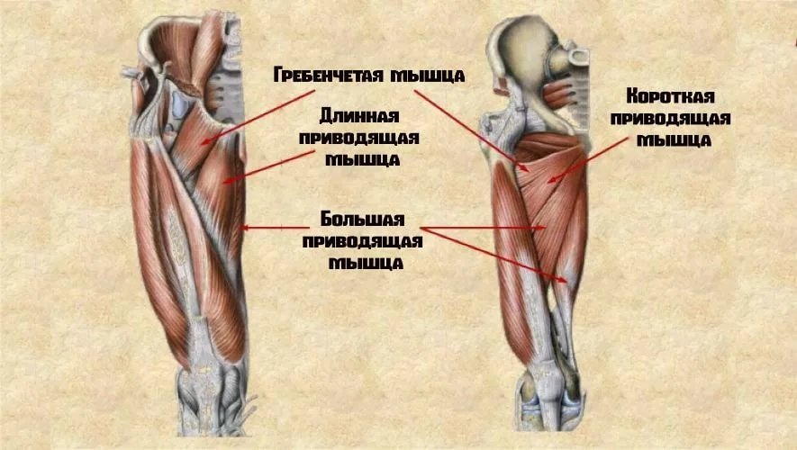 Перечислить мышцы бедра