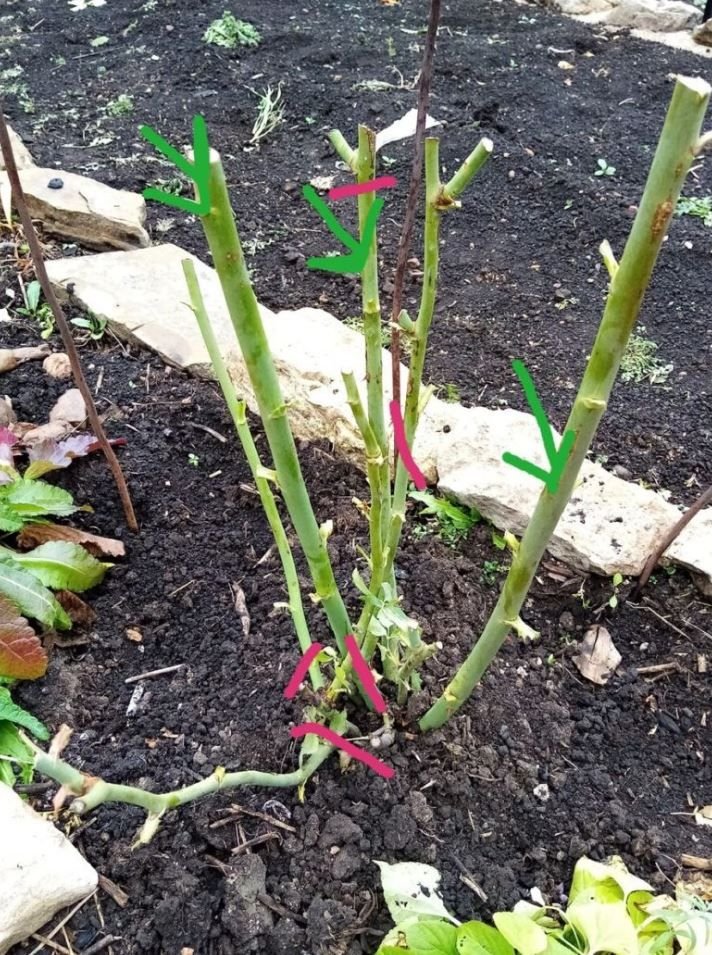 Обрезать розы весной. Розы после зимы. Черенок розы флорибунда. Побеги плетистой розы. Осенняя обрезка роз.