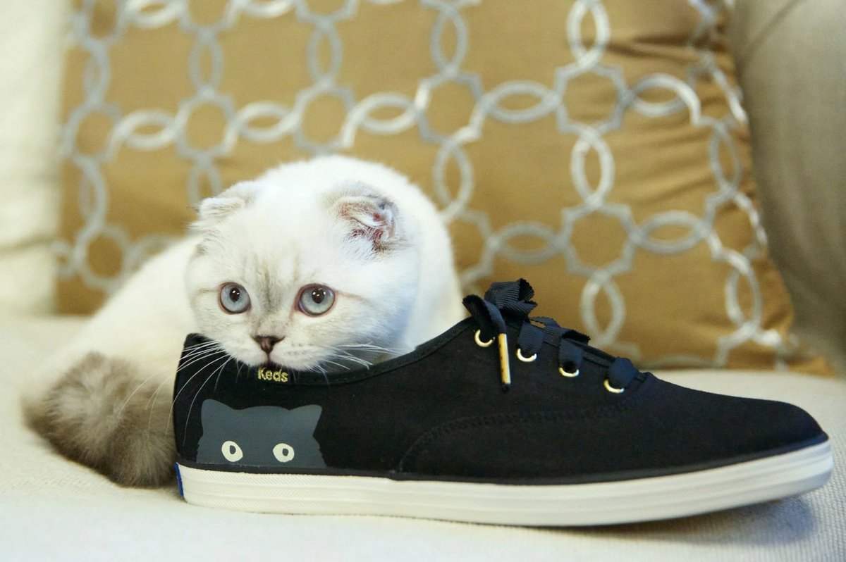Кошки обувь