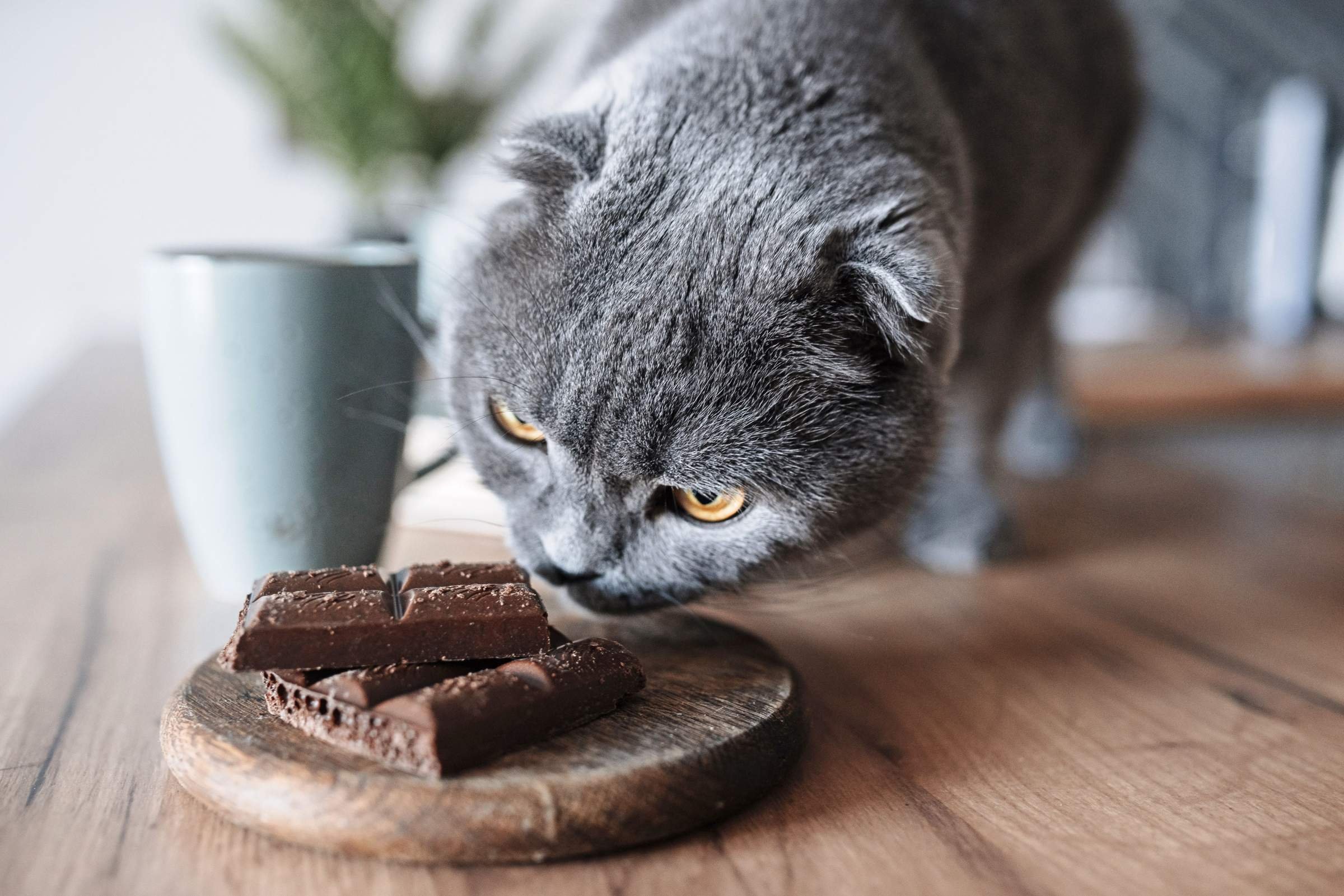 Можно кошкам сыр. Wallpaper HD Cat eating Cake.