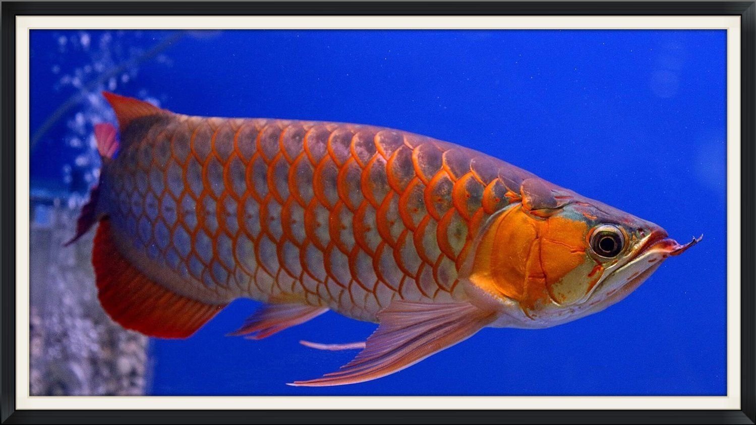 Какая дорогая рыба красная. Красная азиатская Арована. Аквариумная рыбка Арована. Красная азиатская Арована рыба. Арована Золотая краснохвостая.