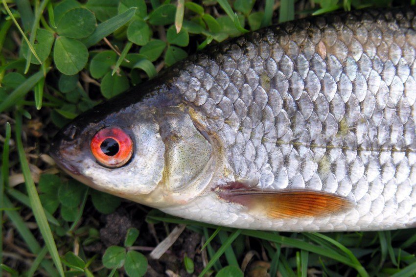 Фото рыбы язь крупным планом