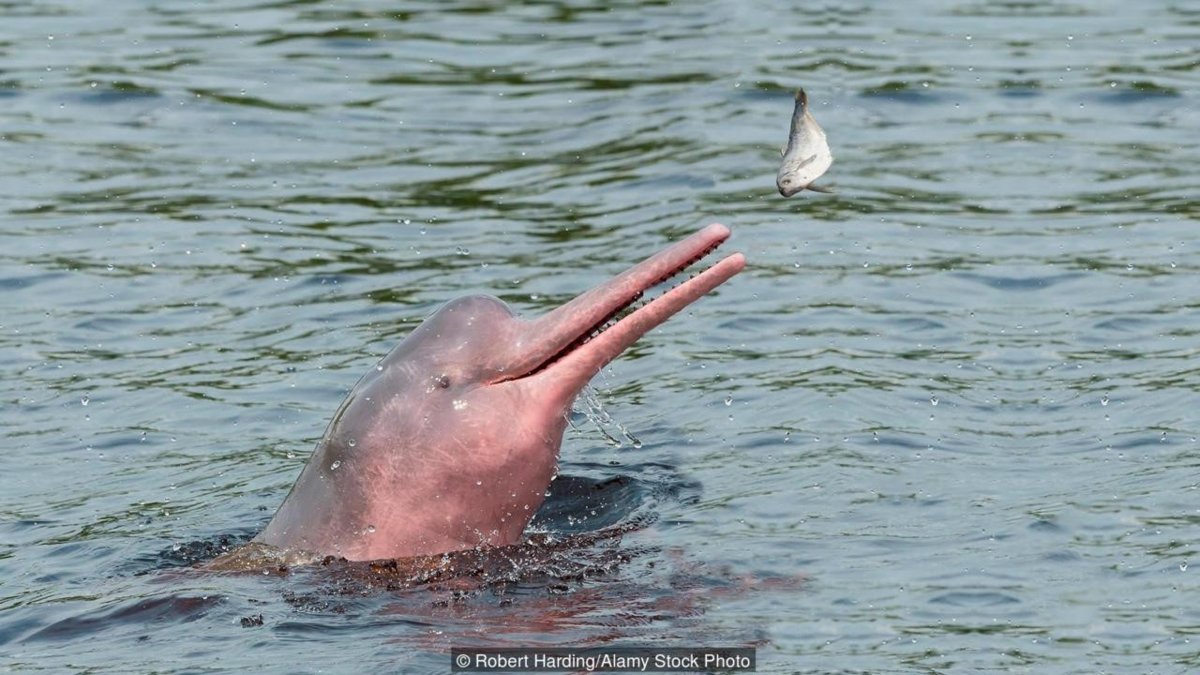 Пресноводный Дельфин – иния (амазонский Дельфин)