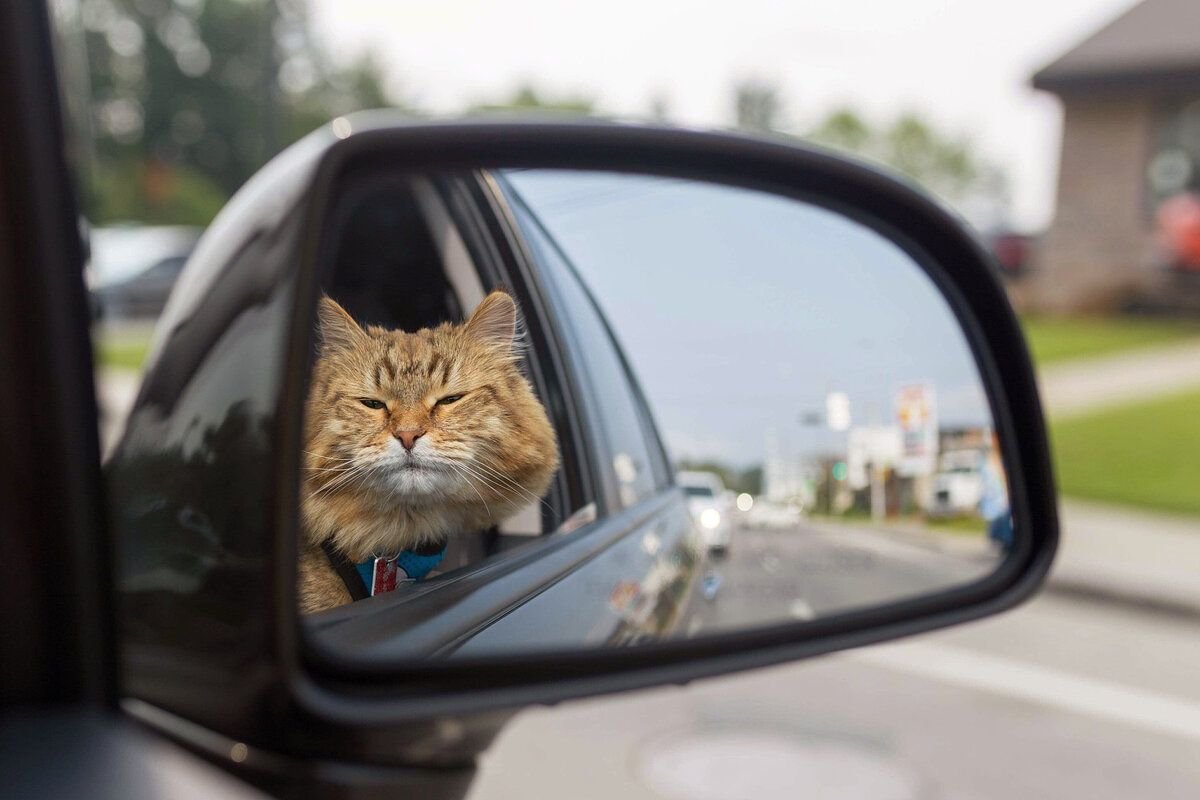 Кошка за рулем