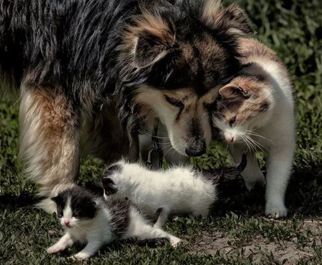 Любящее животное. Трогательные животные. Животные друзья. Разные животные вместе. Кот и собака.