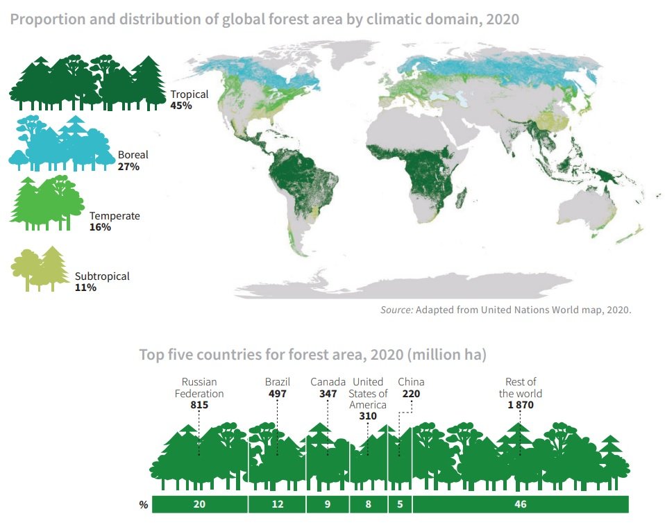 Сколько лесов. Лесные ресурсы мира карта 2020. Площадь лесов в мире. Площадь леса в России 2020. Площадь лесов по странам мира.