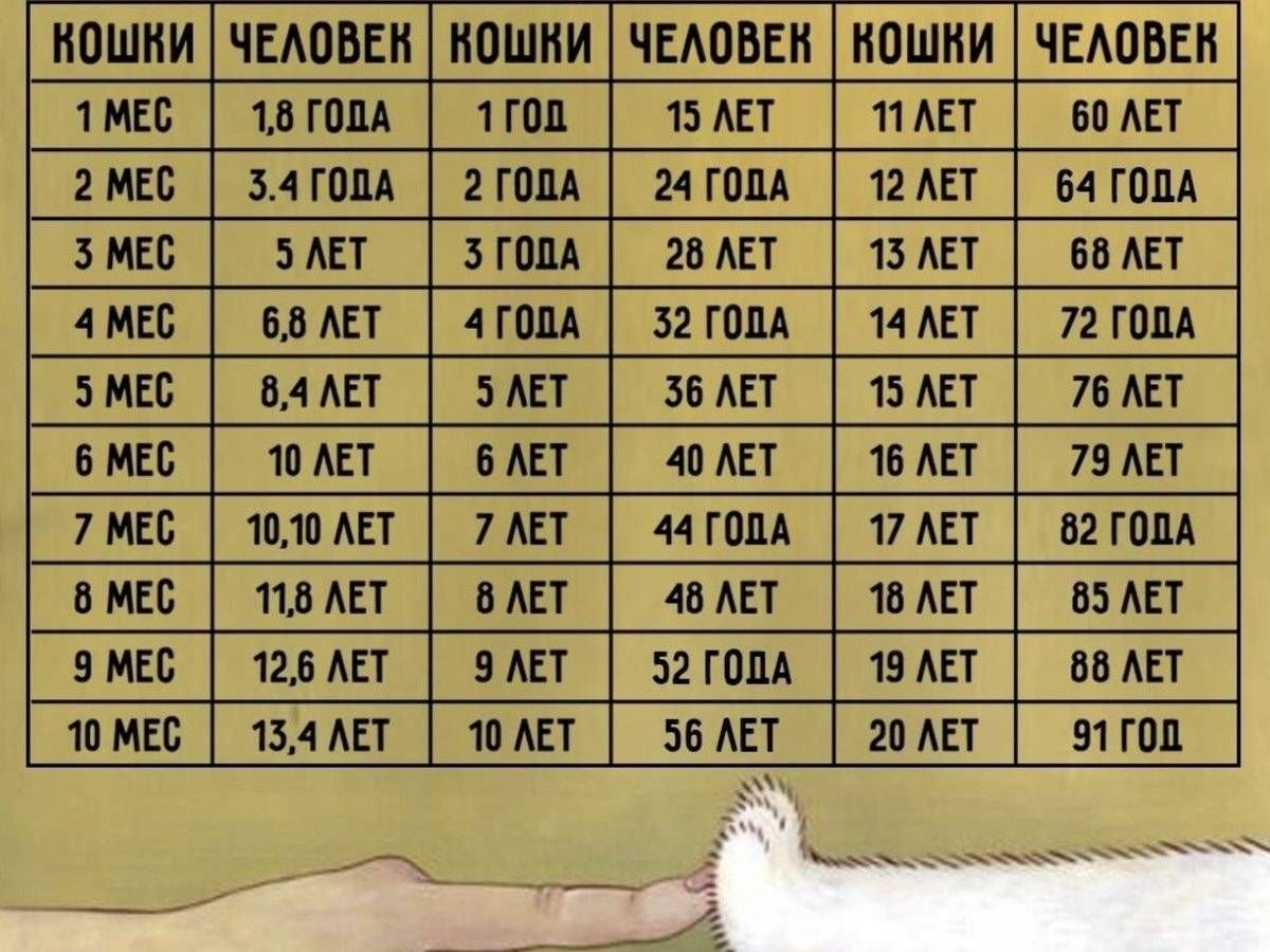 Возраст кошки по человеческим меркам таблица по годам