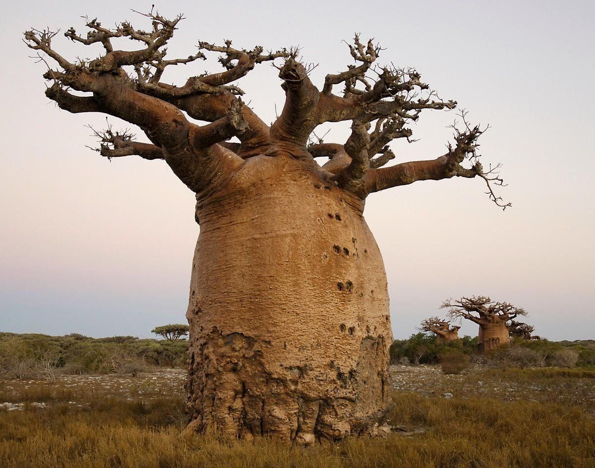 Сонник есть дерево. Баобаб дерево. Дерево в Африке баобаб. Растения Африки баобаб. Баобаб самое толстое дерево.