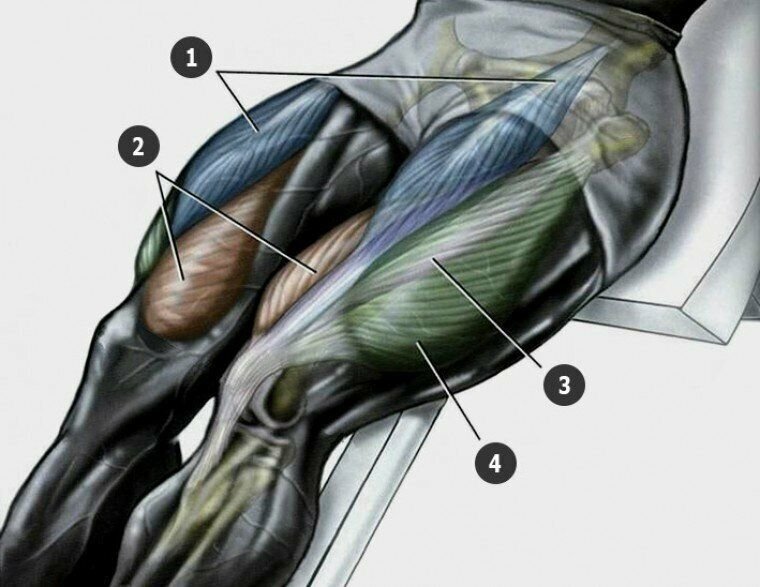 Vastus medialis