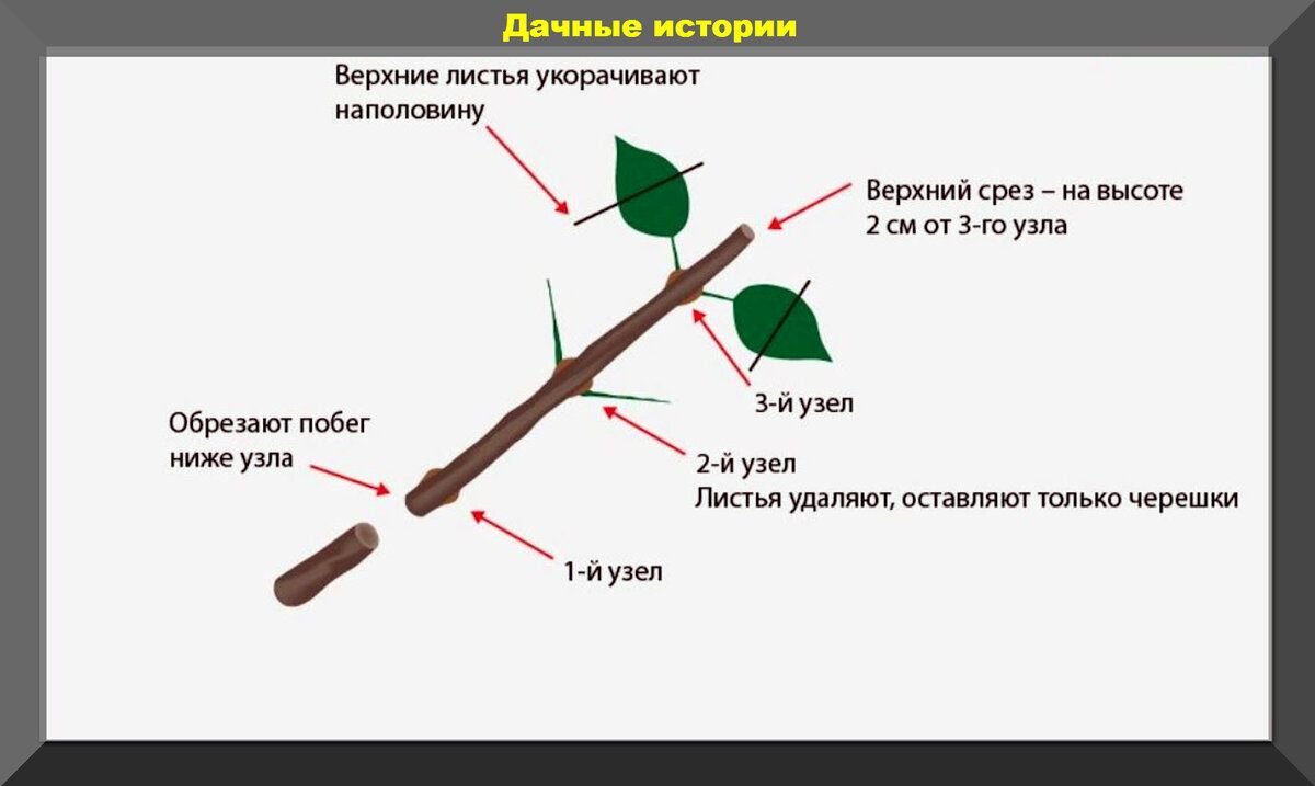 Как укоренить гортензию черенками летом. Размножение метельчатой гортензии черенками осенью. Укоренение гортензии метельчатой черенками весной.