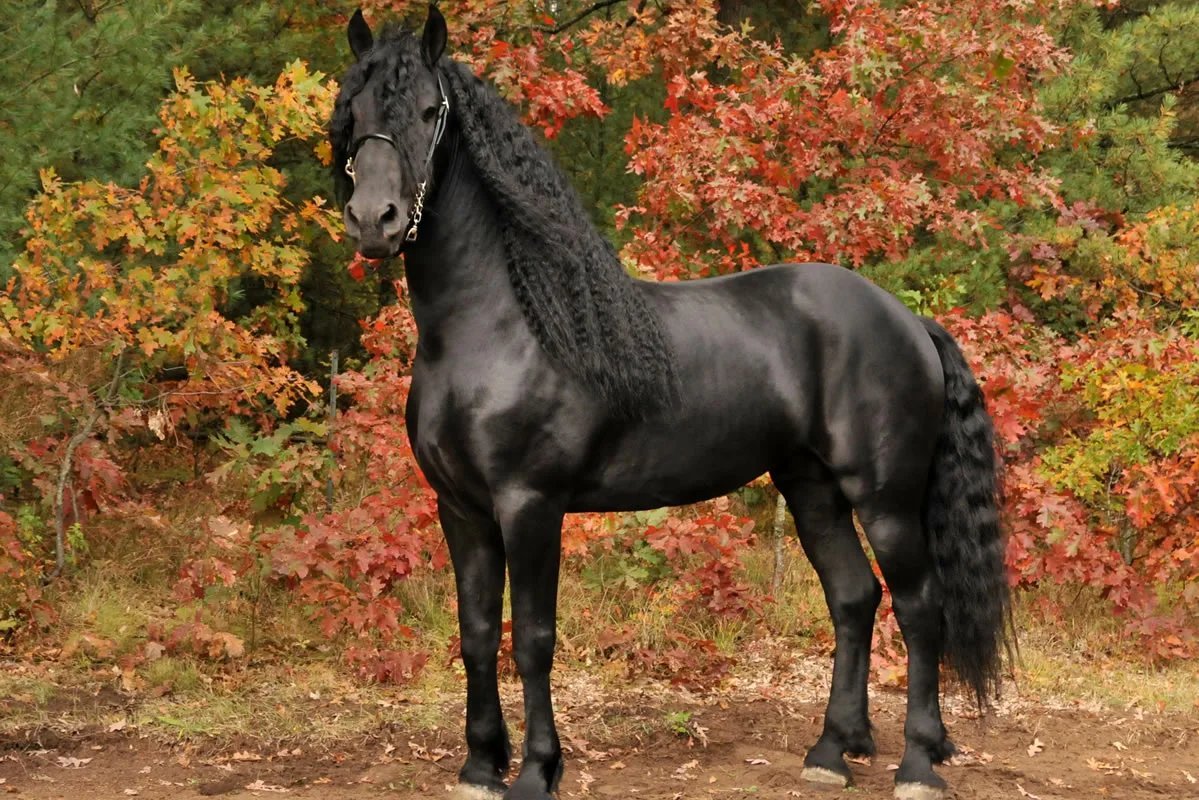 Рассмотрите фотографию черной лошади породы андалузская и выполните задания
