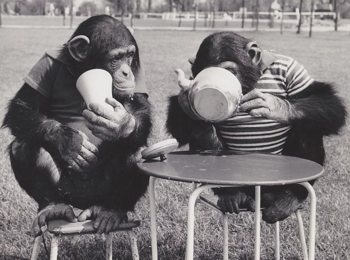обезьяны в клубе
