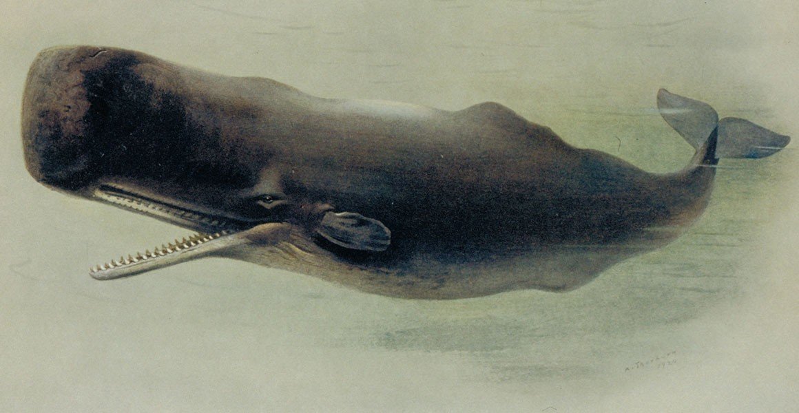 Огромный кит. Китообразные кашалот. Зубастый кашалот. Кит кашалот альбинос. Свирепый кашалот.