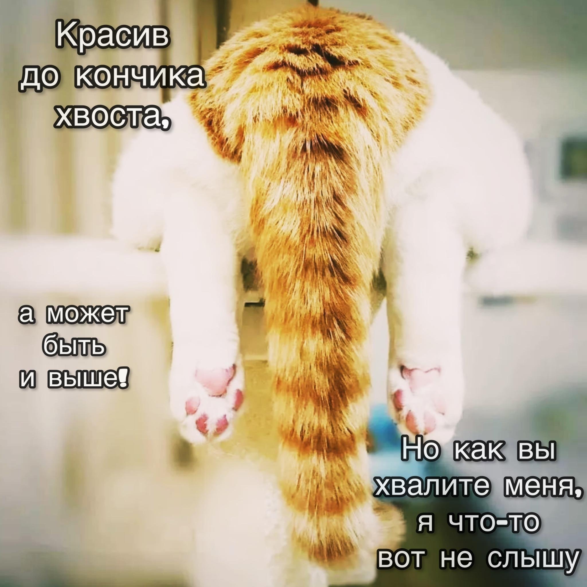 Кошкин хвост. Длинный кот. Кот с хвостом. Кот с вытянутыми лапами. Кот свесил лапы.