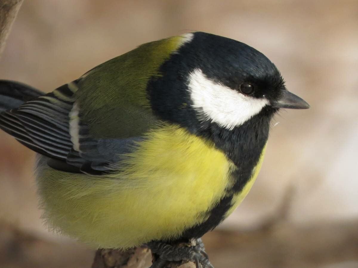 Большая синица Parus Major