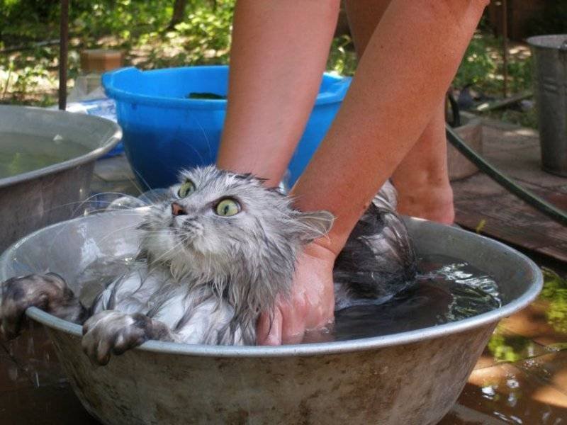 Кошка купается картинки