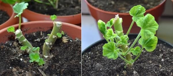 Схема обрезки герани для пышного цветения